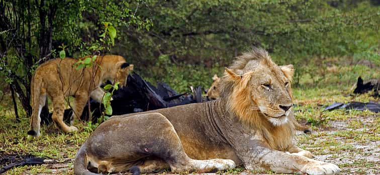 Photo 1 2-Day Tour to Mikumi Safari from Dar es Salaam