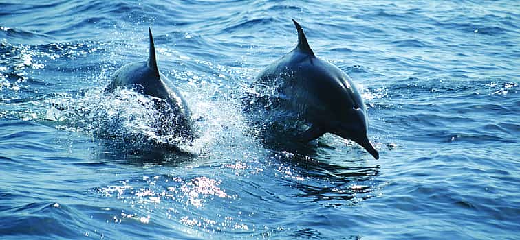 Foto 1 Observación de delfines y tortugas