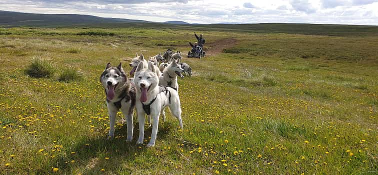 Photo 1 Siberian Husky Cart Ride