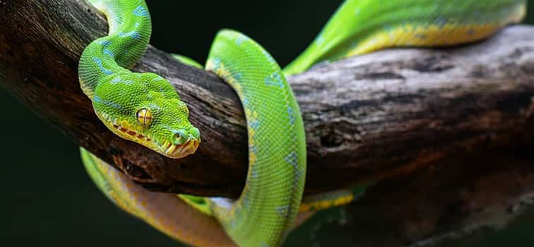 Photo 1 Meserani Snake Park Walking Tour from Arusha