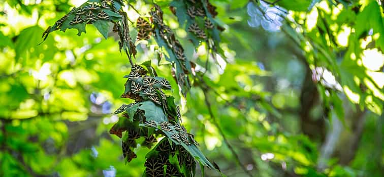 Фото 1 Экскурсия "Деревни Западного Родоса и Долина бабочек
