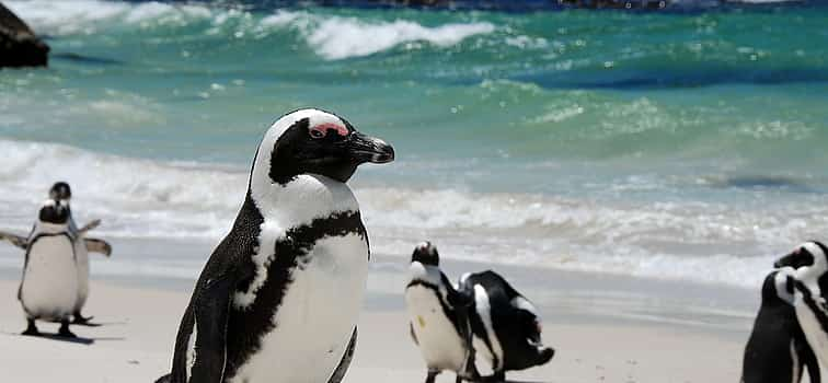 Фото 1 Cape of Good Hope and  Penguins Small Group Tour