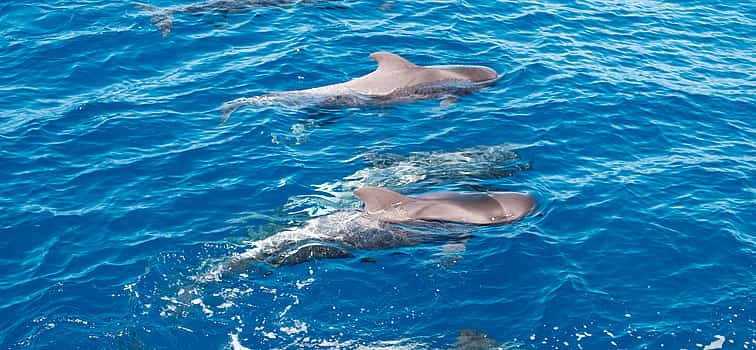 Foto 1 Catamarán para avistamiento de cetáceos en Costa Adeje
