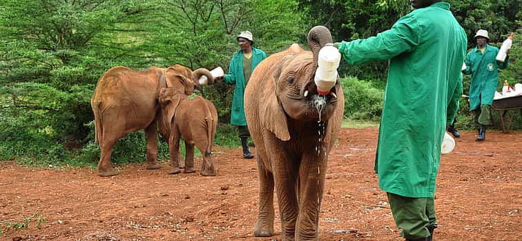 Foto 1 Elefantenwaisenhaus und Giraffenzentrum in Nairobi