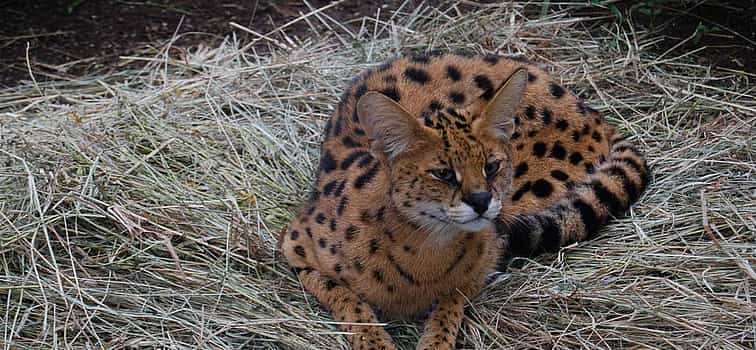 Photo 1 Makoa Farm Walking Tour