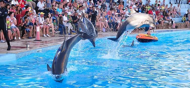 Photo 1 Dolphin Show in Sharm el Sheikh with Transfer