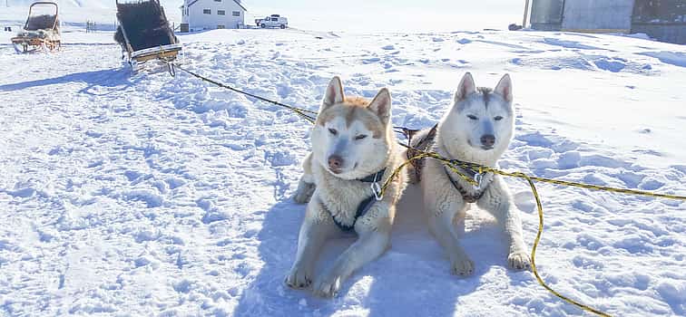 Photo 1 Siberian Husky Kennel Visit