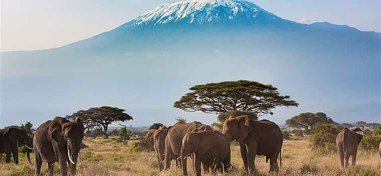 Foto 1 Excursión de un día al Monte Kilimanjaro desde Arusha
