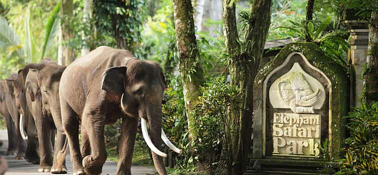 Photo 1 Bali Elephant Safari Park Tour Valentine's Day Tour