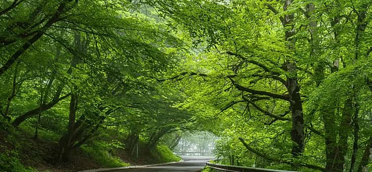 Φωτογραφία 1 Discover Sabaduri Forest & More: National Park Adventure
