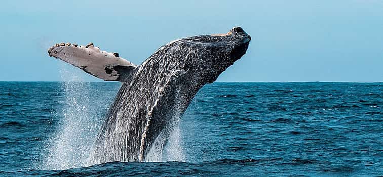 Foto 1 Private Whales Encounter