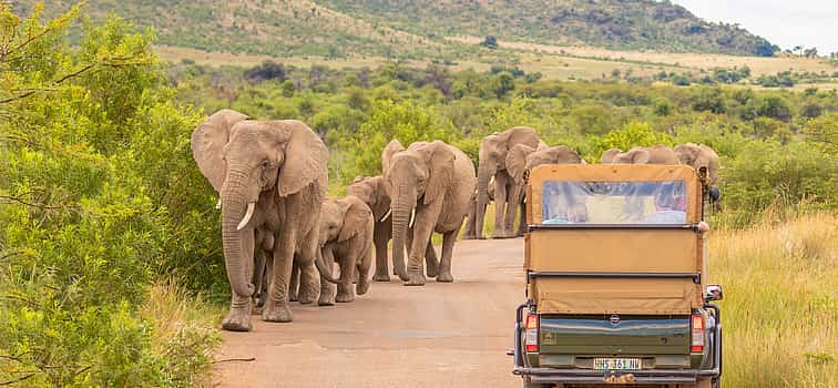Foto 1 Ganztägige Pilanesberg Safari Tour