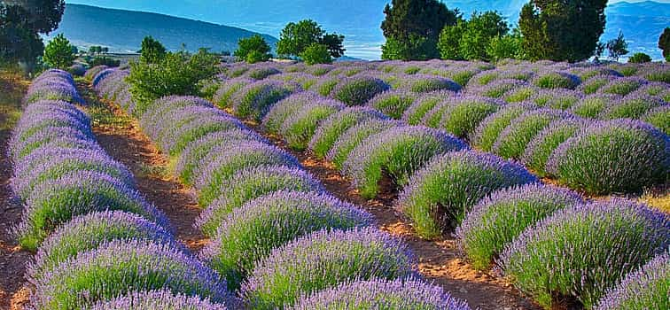 Foto 1 Campos de lavanda y lago Salda desde Alanya