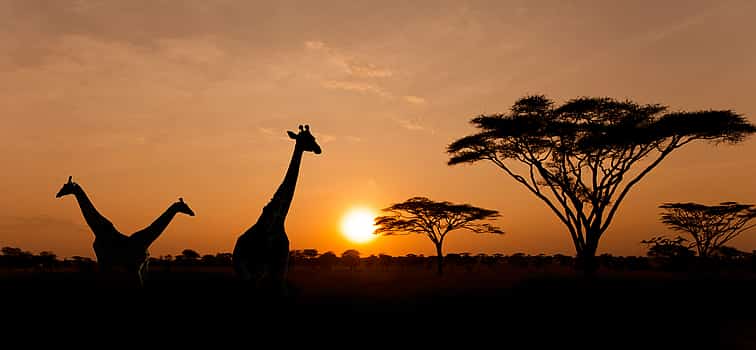 Photo 1 Sunset Safari at Aquila Game Reserve