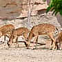 Animales