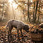 Truffle Tour