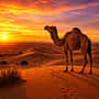 Animales